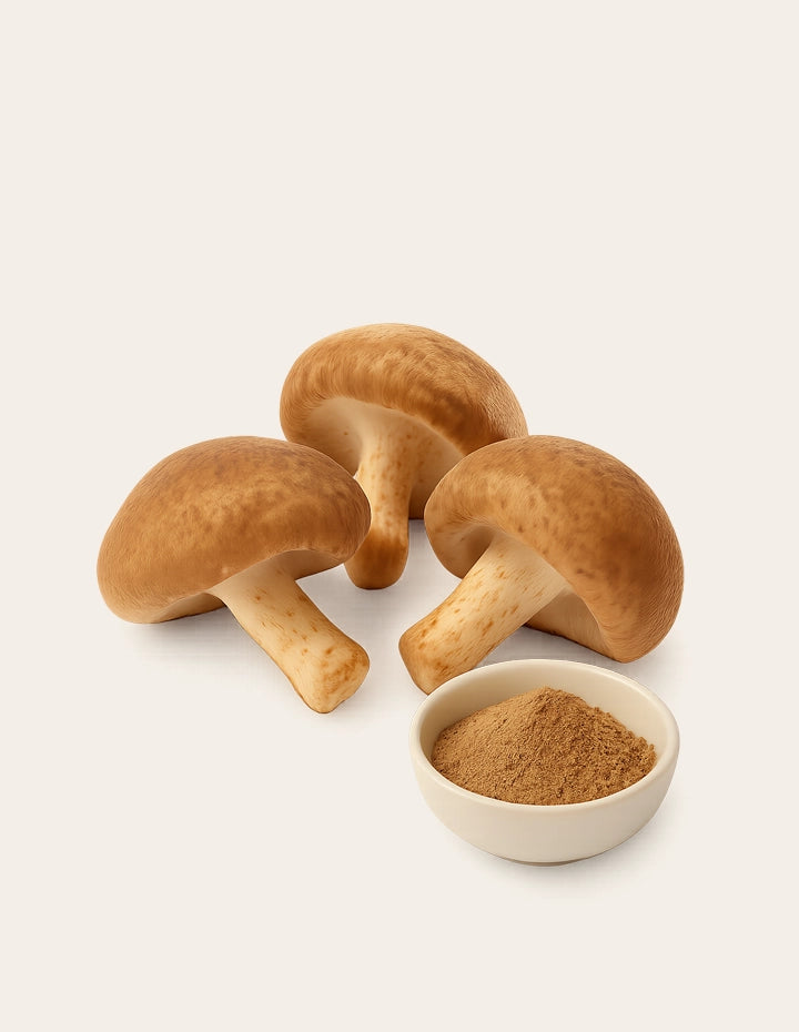 Drei frische Shiitake-Pilze neben einer Schale mit feinem Shiitake-Pilzpulver auf hellem Hintergrund – natürliche Rohform des Pasaniapilzes.