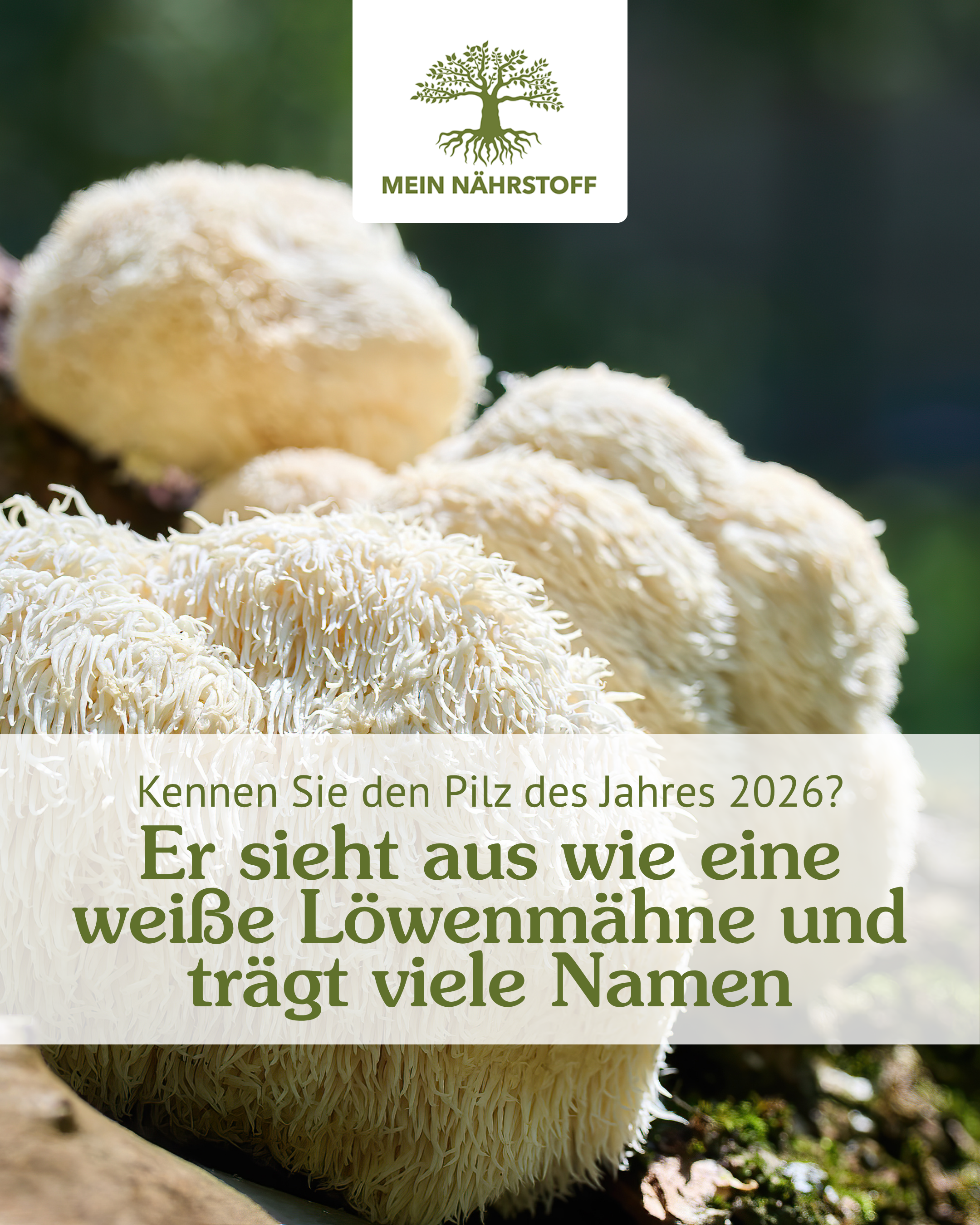 Hericium - der Pilz des Jahres 2026 und seine wertvollen Inhaltsstoffe
