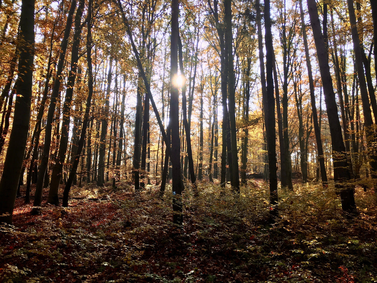Wald