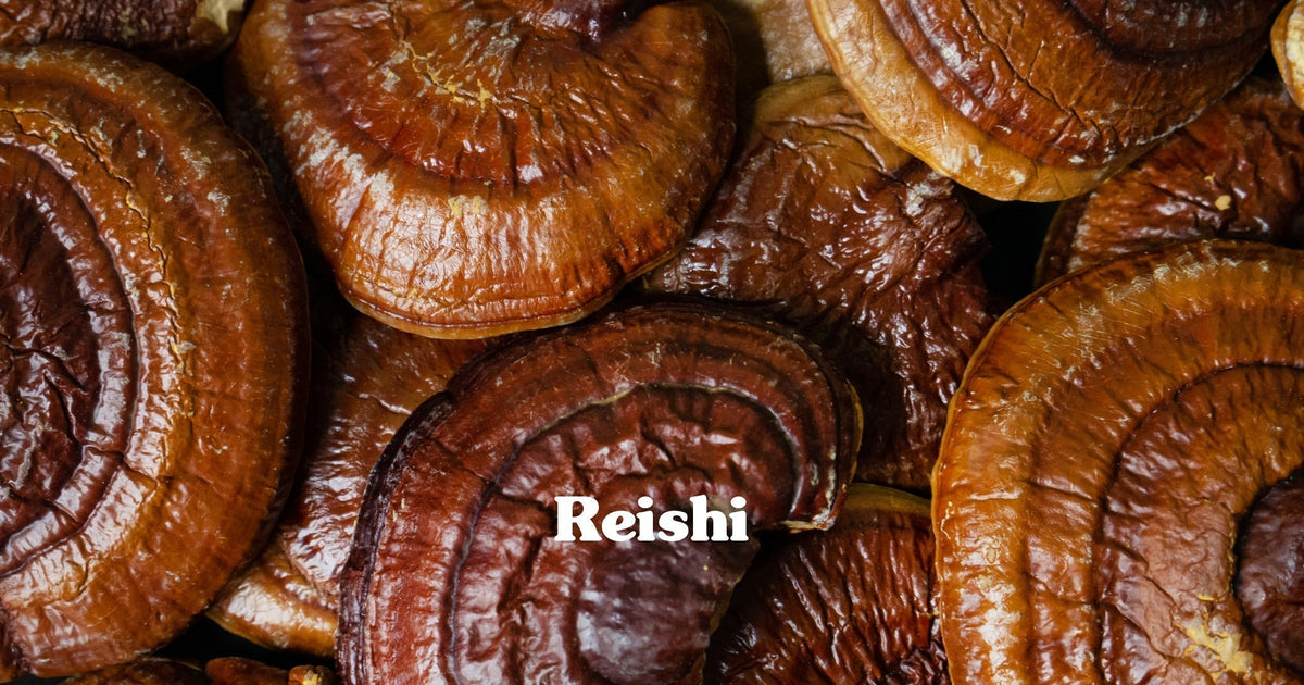 Reishi – Was die Studien wirklich zeigen