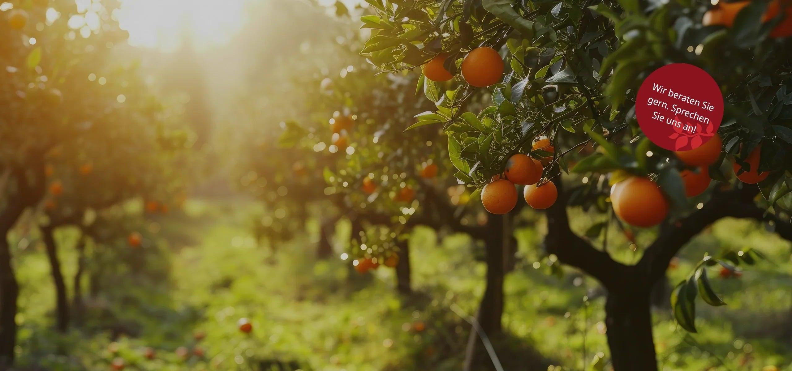 Mit Vitalität in den Herbst starten - natürlich