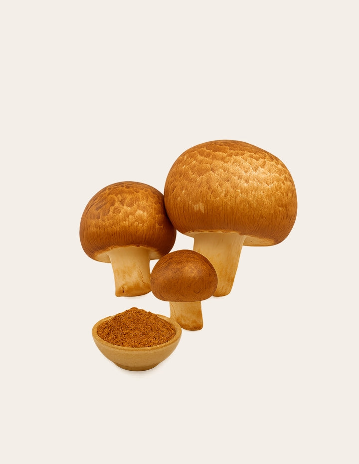 Agaricus blazei Murrill (Mandelpilze) mit Pilzpulver – traditioneller Vitalpilz zur Unterstützung der Zellgesundheit und körpereigenen Abwehr