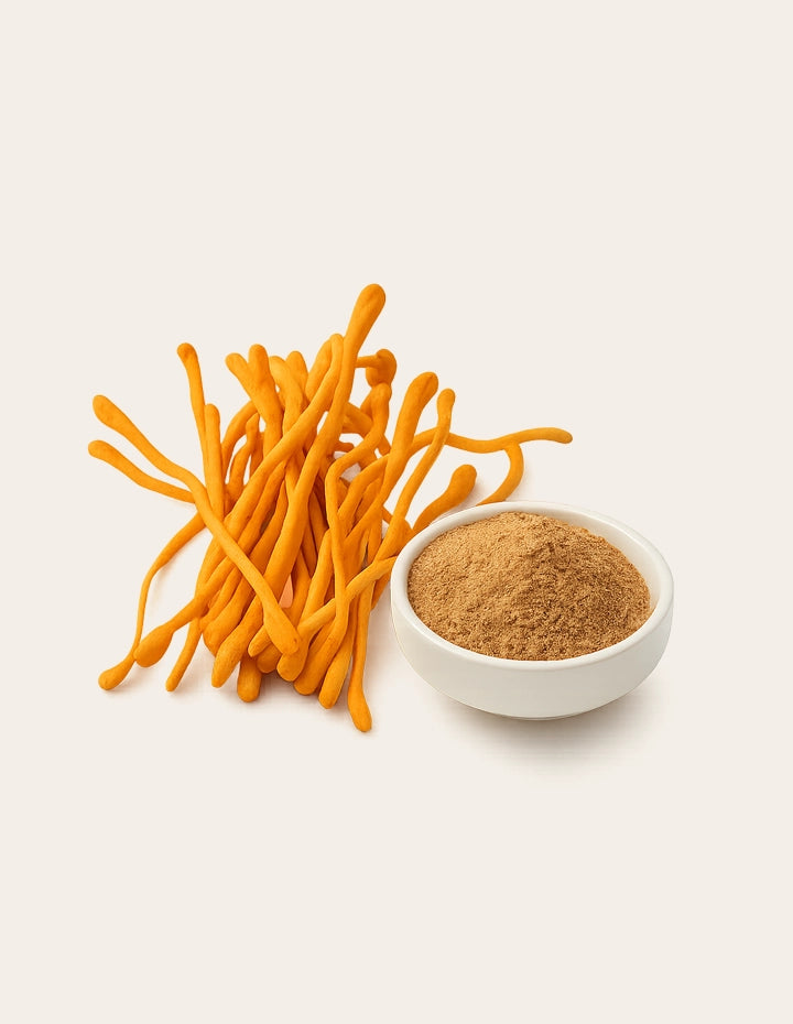 Cordyceps Raupenpilz – natürliche Energiequelle für Leistungsfähigkeit, Ausdauer und Vitalität, als Pilz und feines Pulver