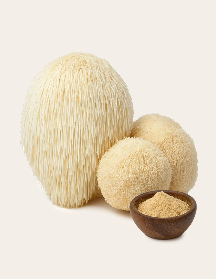 Hericium Löwenmähne – Vitalpilz in natürlicher Form und als Pulver zur Unterstützung von Nerven, Psyche und Verdauung