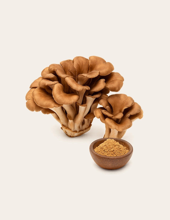 Maitake-Pilze (Klapperschwamm) mit Pilzpulver – traditioneller Vitalpilz zur Unterstützung des Stoffwechsels und der Immunabwehr