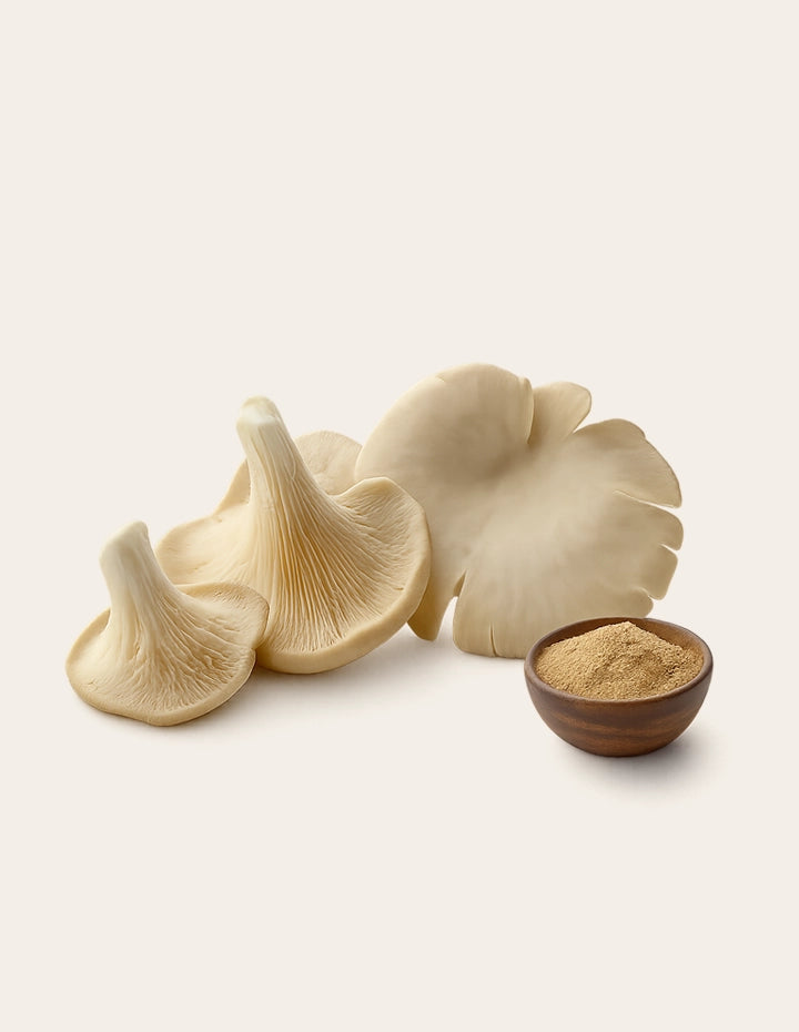 Pleurotus ostreatus (Austernpilze) mit Vitalpilzpulver – traditioneller Speisepilz mit potenzieller Wirkung auf Cholesterinspiegel, Immunsystem und Verdauung