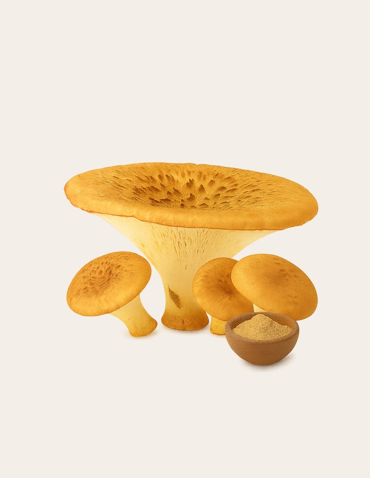 Polyporus-Pilze (Eichhase) mit Pilzpulver – traditioneller Vitalpilz zur natürlichen Unterstützung von Lymphe, Haut und Wasserausscheidung