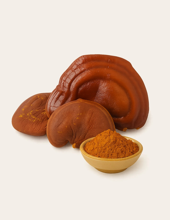 Reishi Vitalpilz mit Pulver – traditioneller „Göttlicher Pilz“ zur Unterstützung von Immunsystem und Wohlbefinden