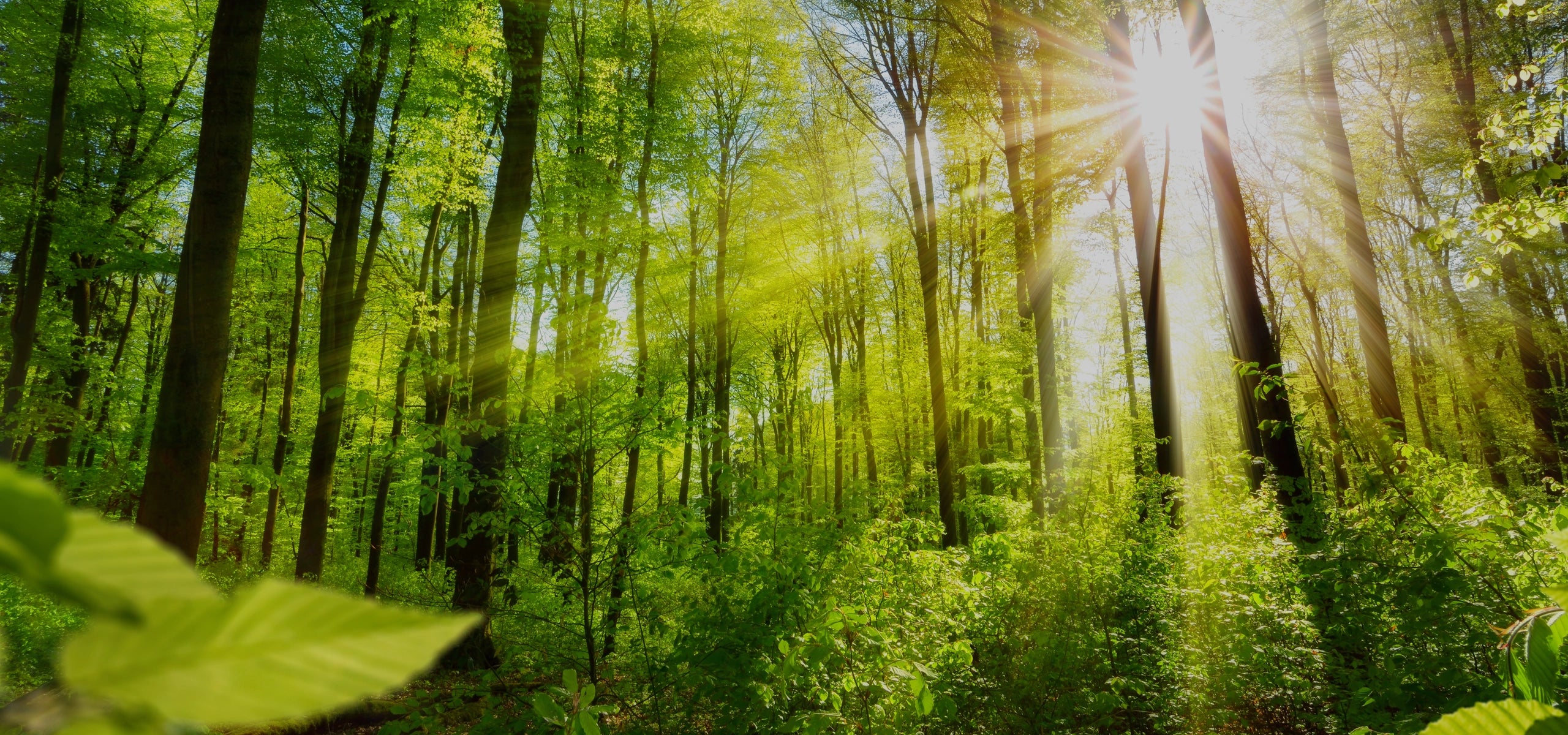 Sonnenstrahlen fallen durch das frische Blätterdach eines grünen Laubwaldes. Die Szene wirkt lebendig, klar und natürlich – mit leuchtendem Grün, weichem Licht und dichter Vegetation.