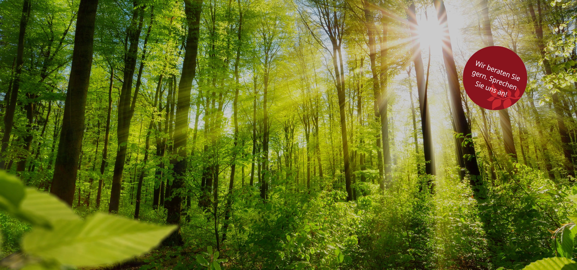 Sonnenstrahlen durch leuchtend grünen Laubwald