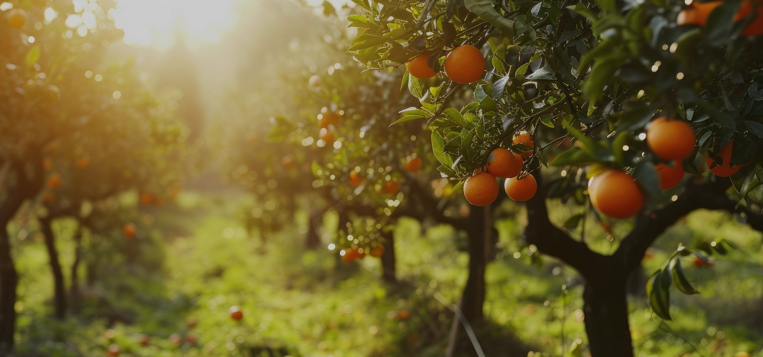 Sonnendurchflutete Orangenplantage mit reifen, leuchtend orangefarbenen Zitrusfrüchten. Die Natur wirkt frisch, vital und kraftvoll – ein Sinnbild für natürliche Nährstoffe und gesunde Ernährung.